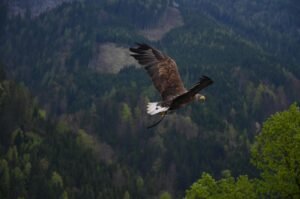 A captivating shot of a bald eagle flying over a dense forest with lush greenery.